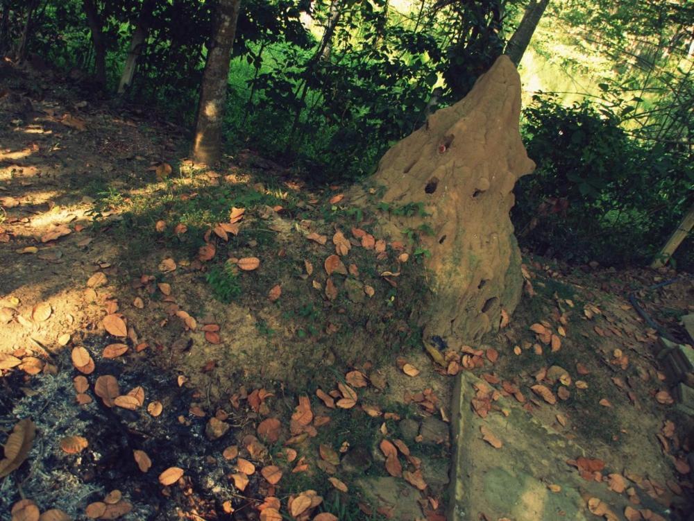 迪克韦勒 Hidden Well Hiriketiya旅舍 外观 照片